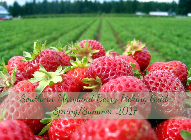 SOUTHERN MARYLAND BERRY PICKING GUIDE SPRING/SUMMER 2017