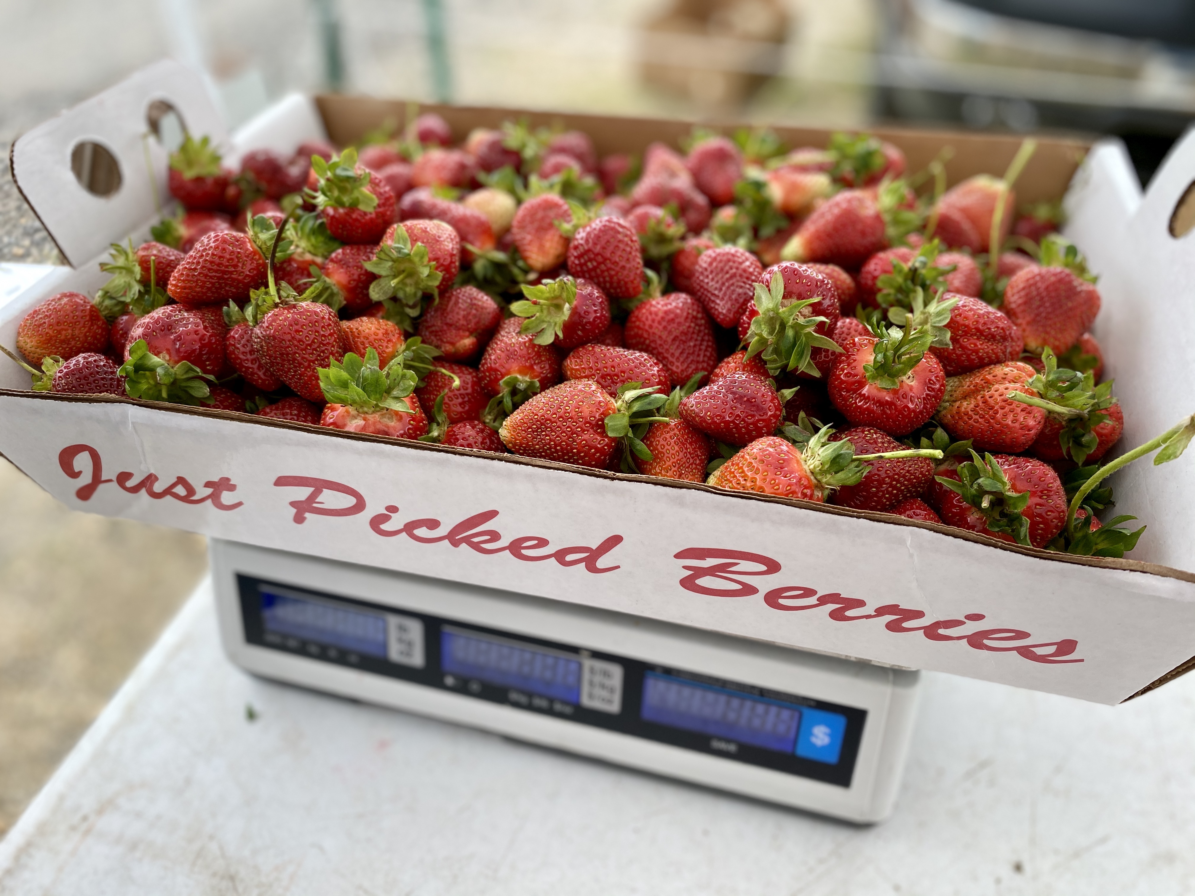 SOUTHERN MARYLAND BERRY PICKING: 2021 PLAYFUL PARENT GUIDE